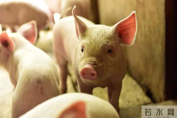 生肖猪：11月下旬，将有“圆圆满满”的好事，让人羡慕！