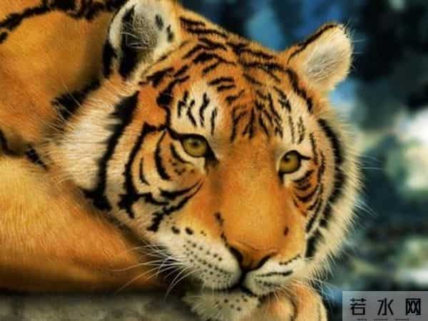 2026年天象翻盘！三大属相迎来好运，蓄力者终将乘风而起