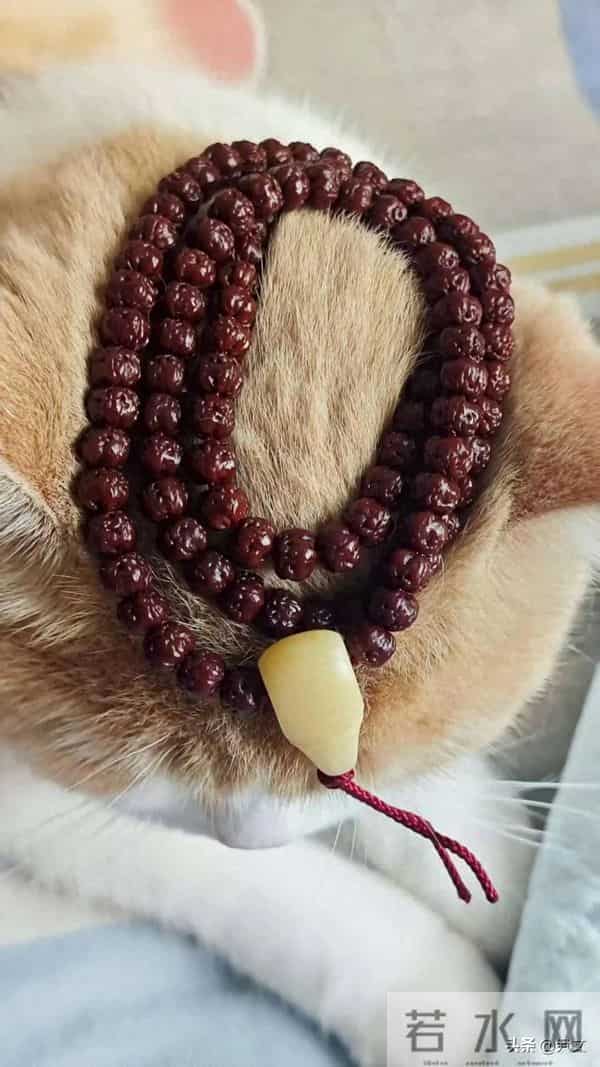 佛手小金刚三天上色，一辈子追色差