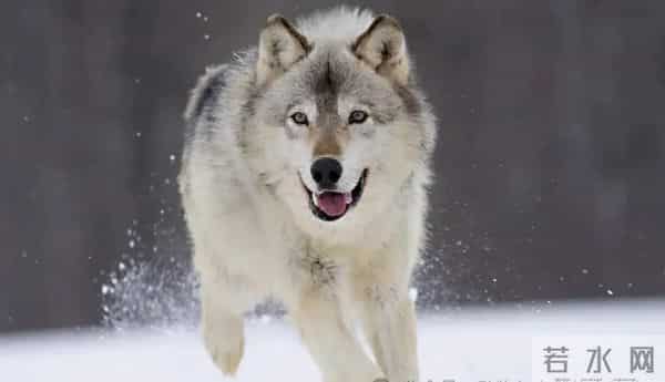 北大荒女知青被狼困在草垛上，草垛欲倒时高喊"灰儿"，狼王救了她