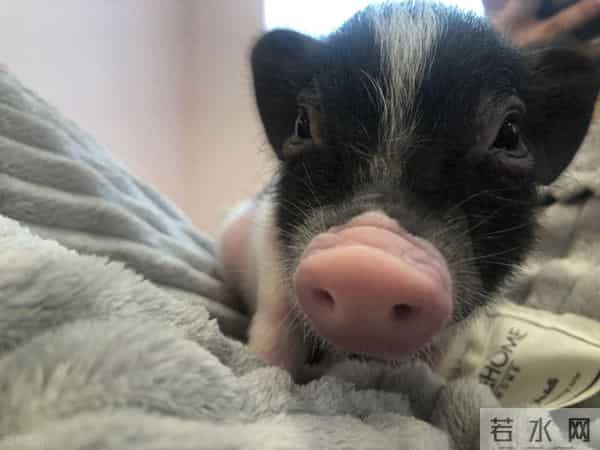 生肖猪：11月下旬，将有“圆圆满满”的好事，让人羡慕！