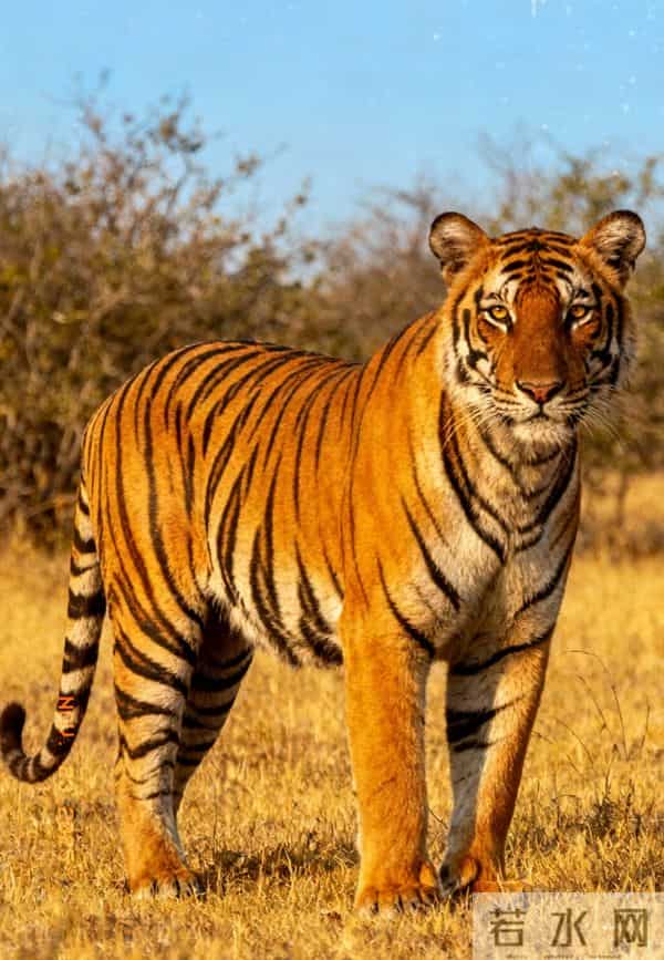 “天命昭彰”，生肖虎11月25至29号有人生要事临门，你留意了吗