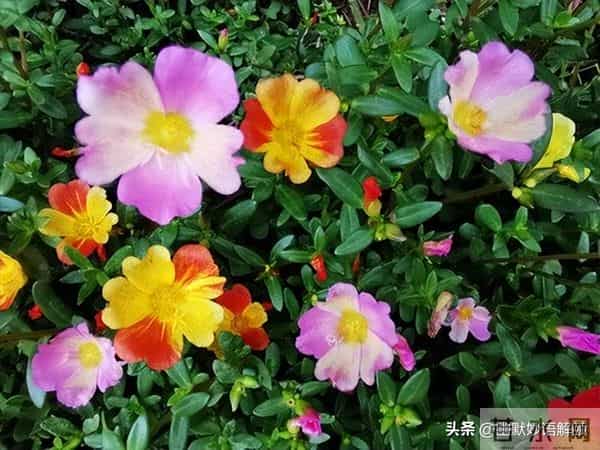 “半枝莲6”文心正，灵魂有香气