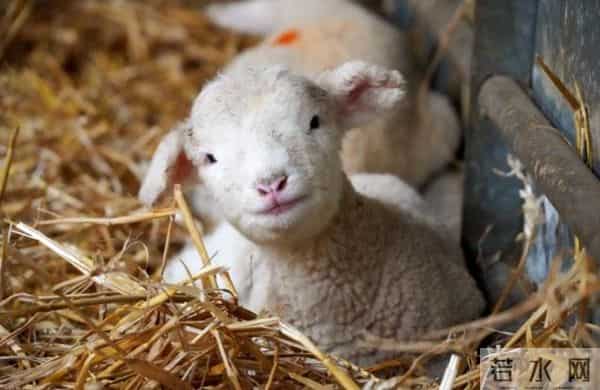 属羊人注意！11月这些事关系年底好运