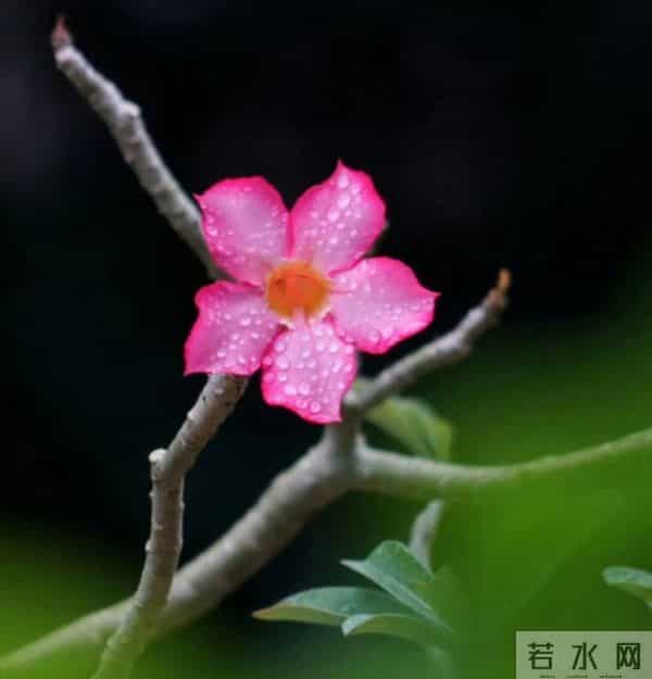 轻吹喇叭云霞里，一片幽香乘和风。