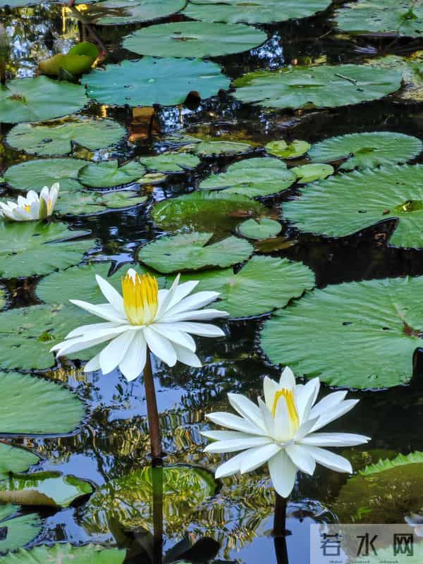 游人愿你长酣卧，惟怕醒来减芳容——赏睡莲
