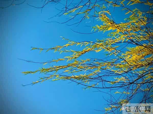 被风喊醒的灵魂（原创）