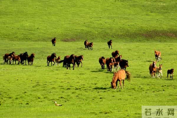 终于等到2026年！属马人的朋友，这一年将是你们运势的重要转折点