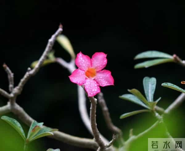 轻吹喇叭云霞里，一片幽香乘和风。