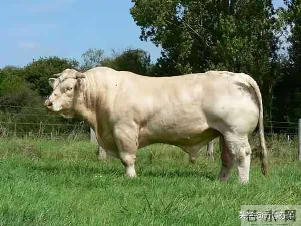 丑牛："天意难违"，11月26至30号重大转机来临，丑牛你可别错过