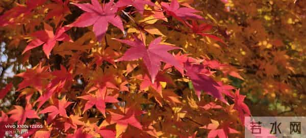 一天一首打油诗之红叶