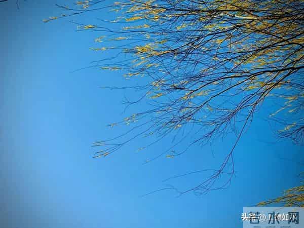 被风喊醒的灵魂（原创）