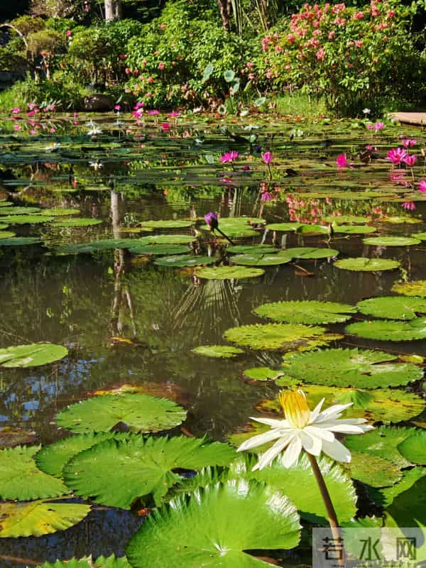 游人愿你长酣卧，惟怕醒来减芳容——赏睡莲
