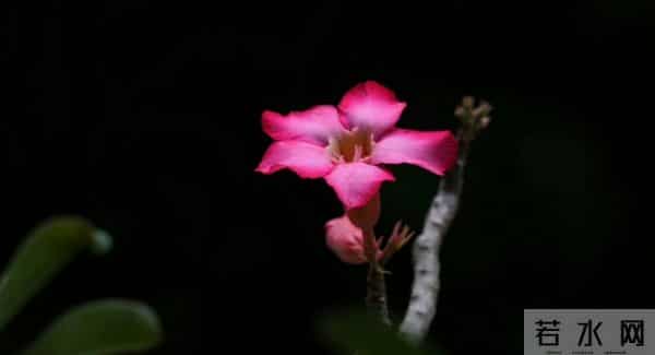 轻吹喇叭云霞里，一片幽香乘和风。