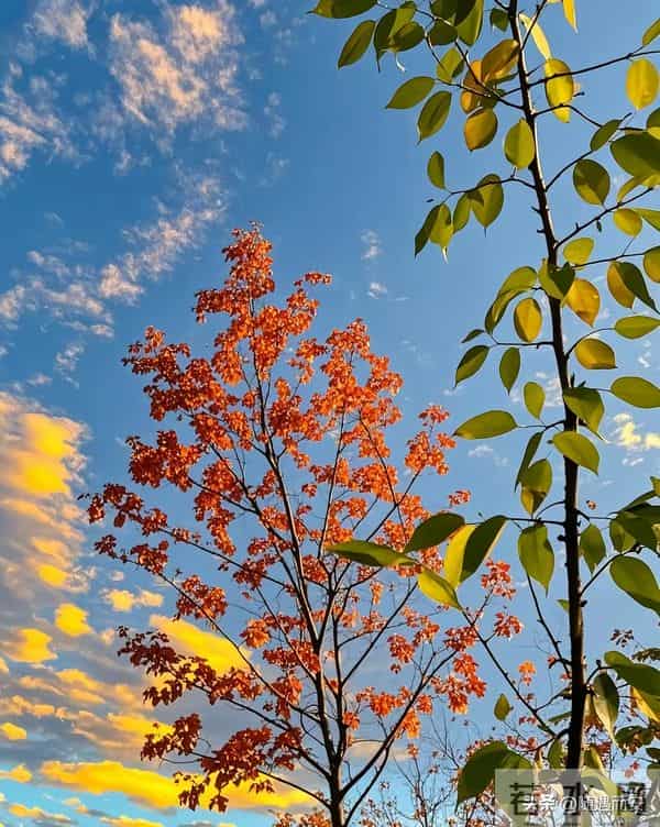 仰观时，秋云与树正写一封长信