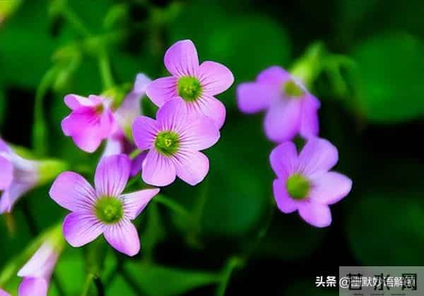 “半枝莲6”文心正，灵魂有香气