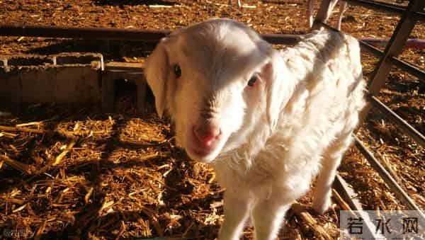 1979年的羊羊人：2025年什么时候更上一层楼