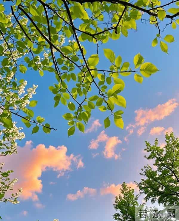 仰观时，秋云与树正写一封长信