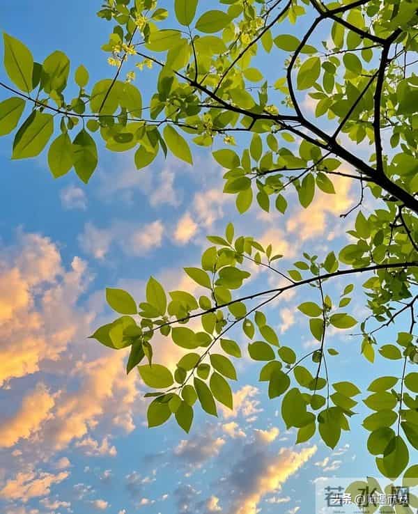 仰观时，秋云与树正写一封长信