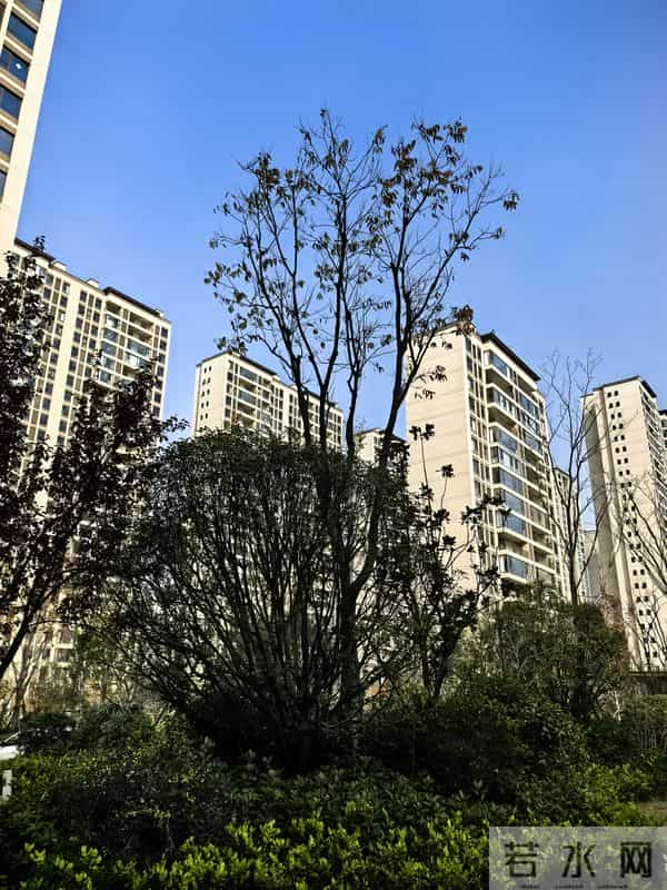 原创诗歌-顽皮的风