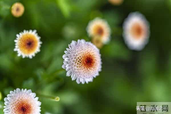 乡土小说：红姐（9）