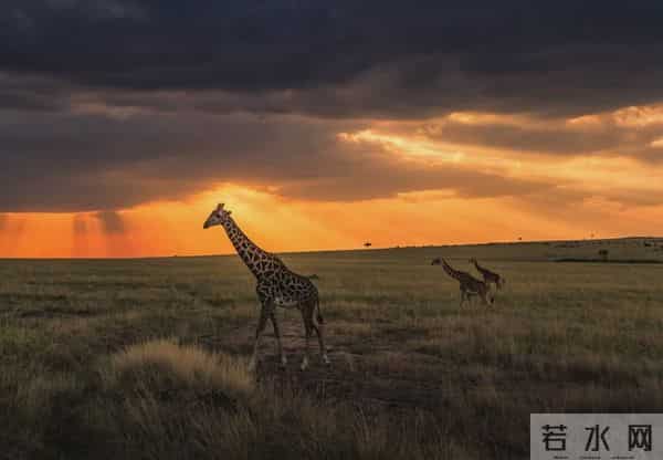 打猎人生记-天雷154