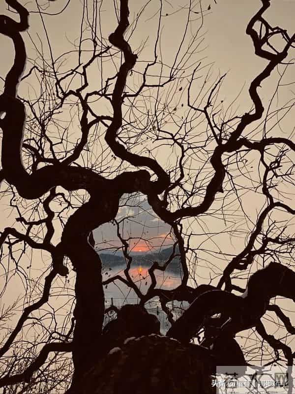 枯树深处见山河：庾信与那篇说尽一生沧桑的千古第一短赋