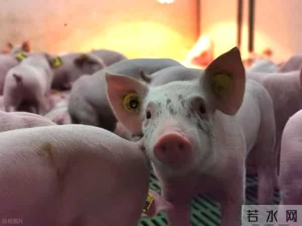 1971年“生肖猪”，11月底，要赚肥了!