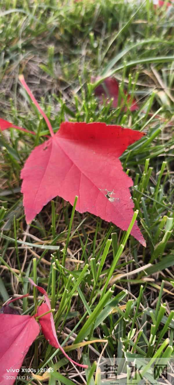 一天一首打油诗之红叶