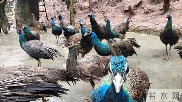 打猎人生-心里有鬼147