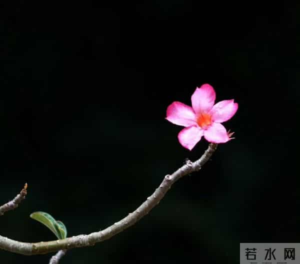 轻吹喇叭云霞里，一片幽香乘和风。