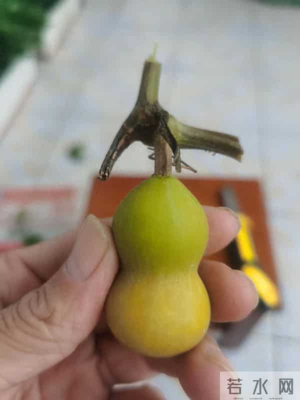 文玩葫芦如何盘出高级感？