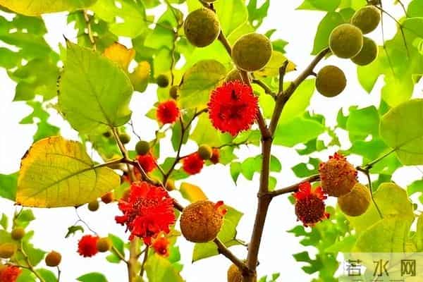 花红果橙，形似杨梅。古树虬枝，野趣盎然，不入诗卷，甜了村童