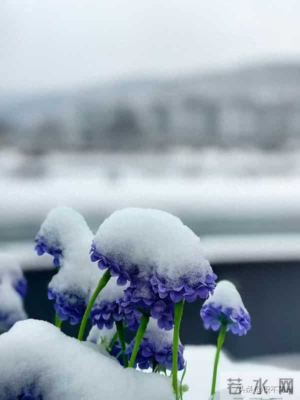 蝶恋花·金城雪