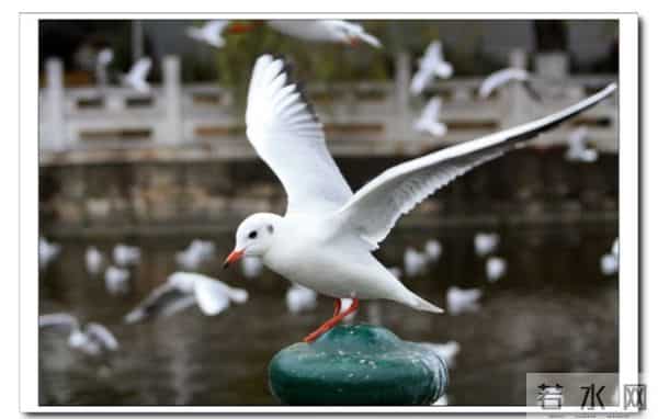 打猎人生-心里有鬼147