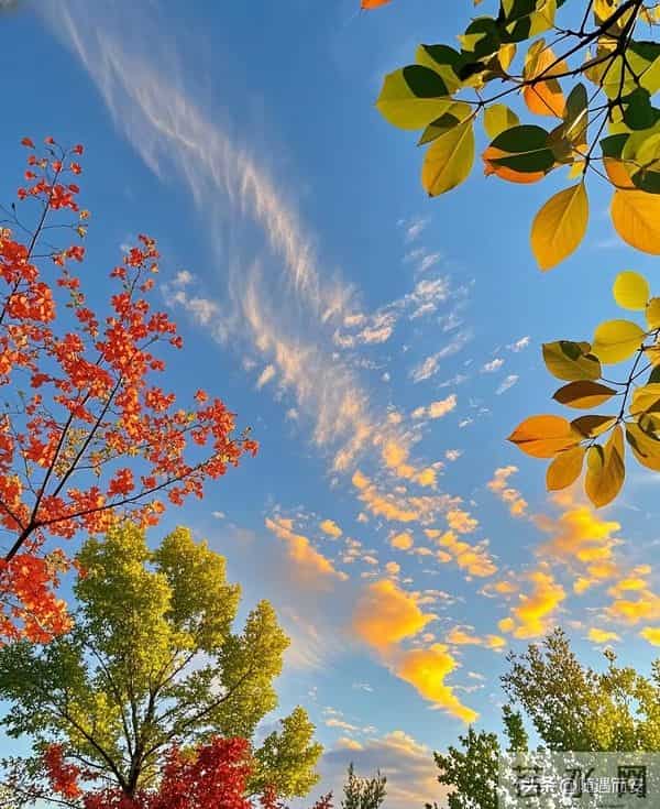 仰观时，秋云与树正写一封长信