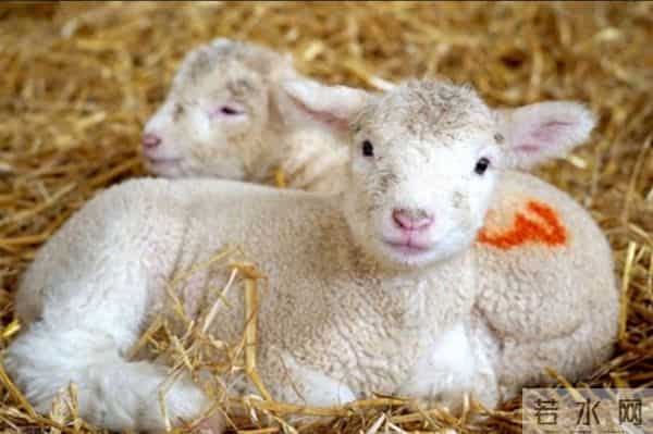 属羊人注意！11月这些事关系年底好运