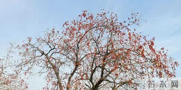 乡土小说：野枣树下的约定