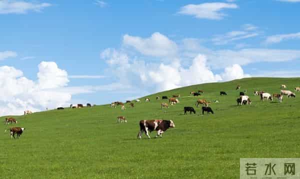 属牛的要转运？就这2个实在招，日子突然顺到离谱