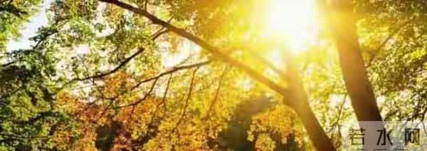 属猪人注意！11月21日能量反转，年底“翻身仗”只需三步走别问！