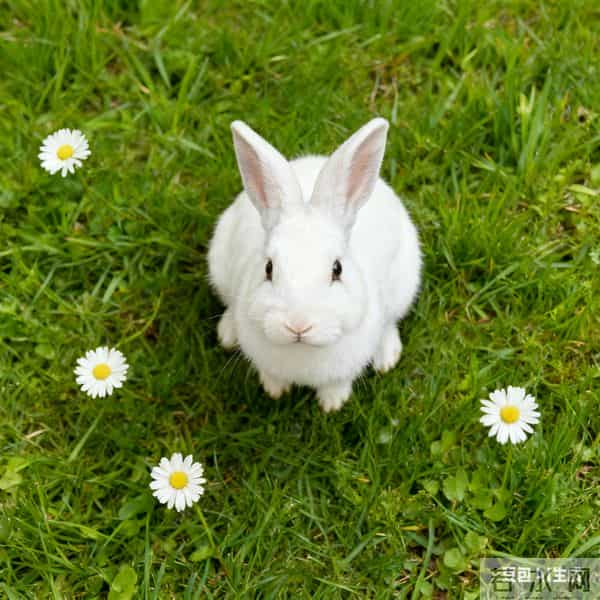 生肖兔为何总能逢凶化吉？三大贵人运底层逻辑揭秘！