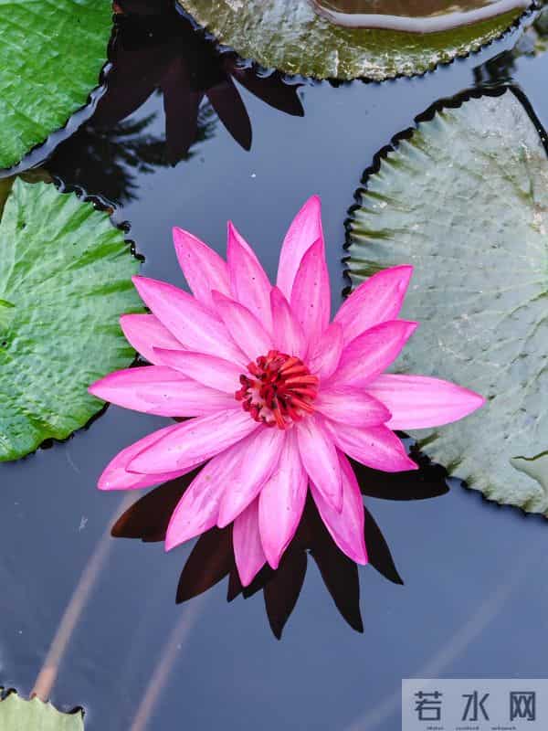 游人愿你长酣卧，惟怕醒来减芳容——赏睡莲