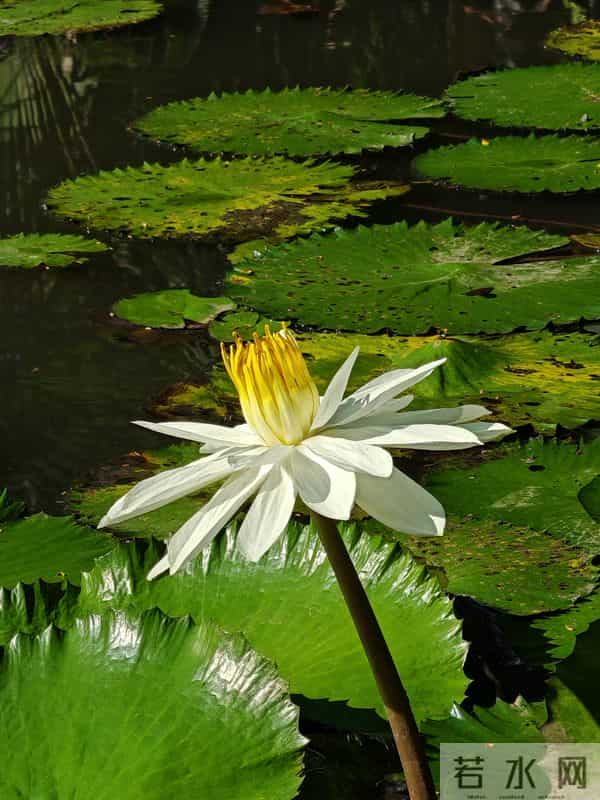 游人愿你长酣卧，惟怕醒来减芳容——赏睡莲