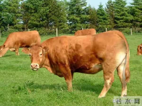 丑牛："天意难违"，11月26至30号重大转机来临，丑牛你可别错过