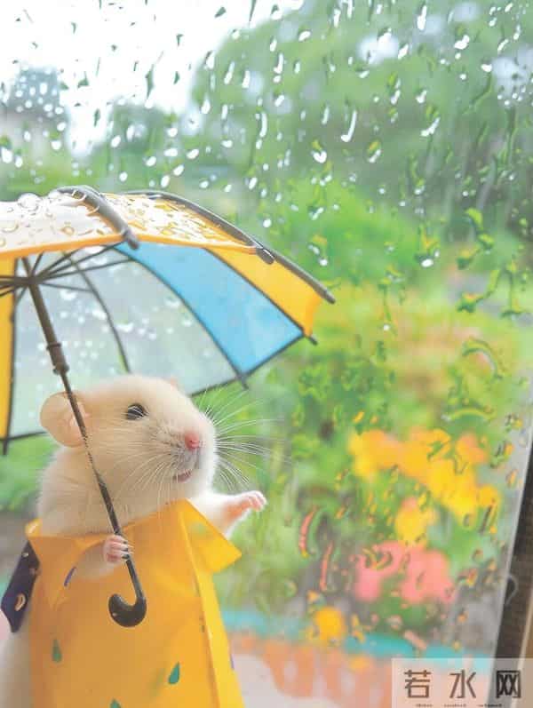 鼠，辛苦了！接下来，全是好运！