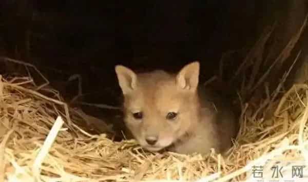 北大荒女知青被狼困在草垛上，草垛欲倒时高喊"灰儿"，狼王救了她