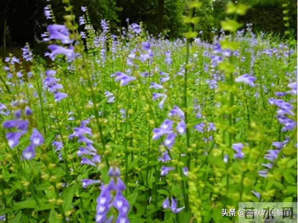 “半枝莲6”文心正，灵魂有香气