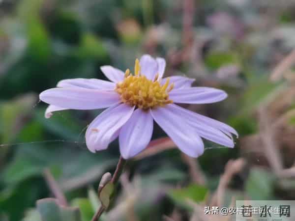 乡土故事：继子情缘（二十一）