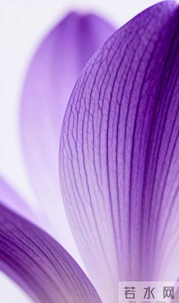 色彩之美紫色壁纸