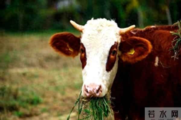 小心！这个生肖，人畜无害，实则腹黑！